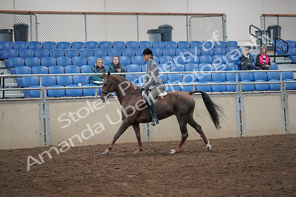 2019 Morgan Horse Show - Aug 31, 2019 - 07318
