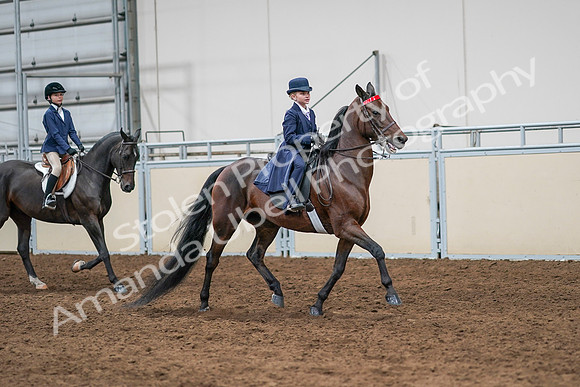 2020 - AB Morgan Horse - Sun, Sept 06 - 08009