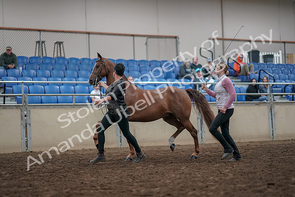 2019 Morgan Horse Show - Aug 31, 2019 - 03625