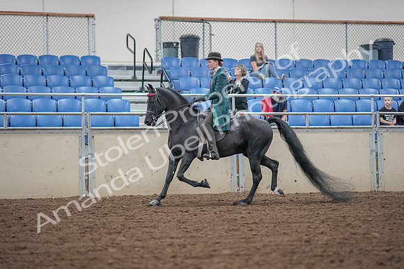 2019 Morgan Horse Show - Aug 30, 2019 - 15337