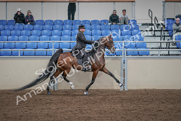 2020 - AB Morgan Horse - Fri, Sept 04 - 09831