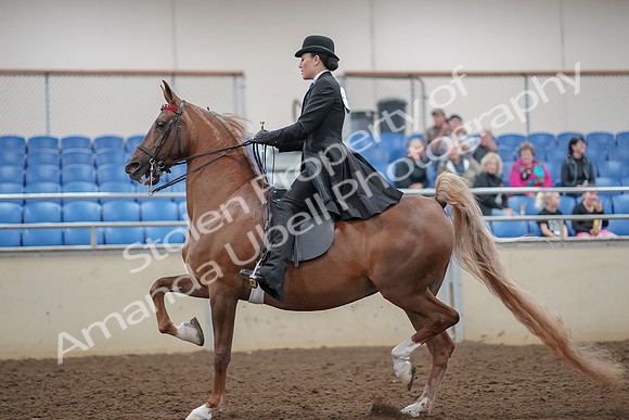 2019 Morgan Horse Show - Aug 30, 2019 - 24999