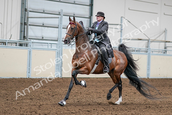 2020 - AB Morgan Horse - Sat, Sept 05 - 13158