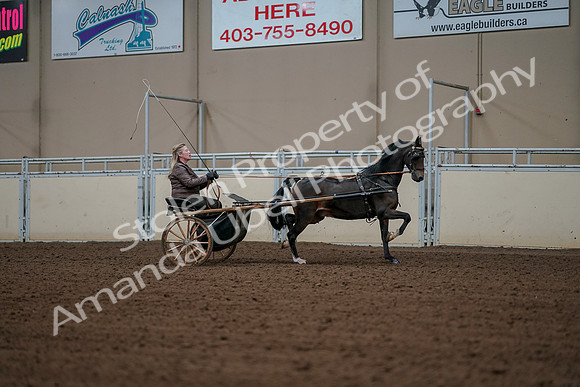 2019 Morgan Horse Show - Aug 30, 2019 - 13366