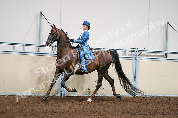 2020 - AB Morgan Horse - Fri, Sept 04 - 04942