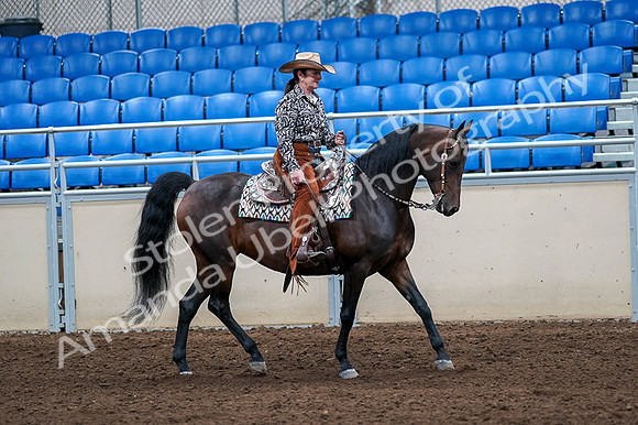 2020 - AB Morgan Horse - Fri, Sept 04 - 00104