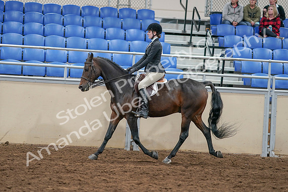 2020 - AB Morgan Horse - Sat, Sept 05 - 14384