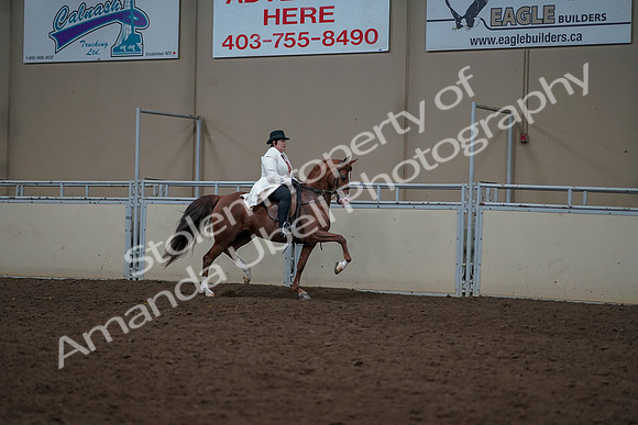 2019 Morgan Horse Show - Aug 31, 2019 - 17931