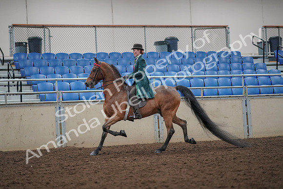 2019 Morgan Horse Show - Aug 30, 2019 - 27880