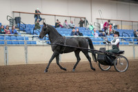 2019 Morgan Horse Show - Aug 31, 2019 - 04623