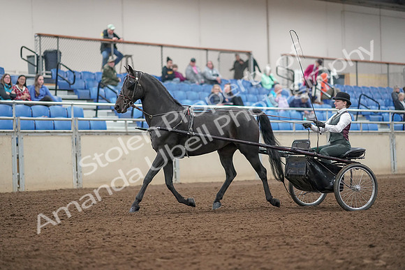 2019 Morgan Horse Show - Aug 31, 2019 - 04623