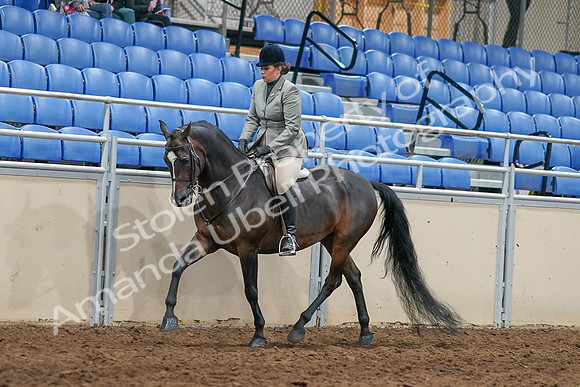 2020 - AB Morgan Horse - Sat, Sept 05 - 14474