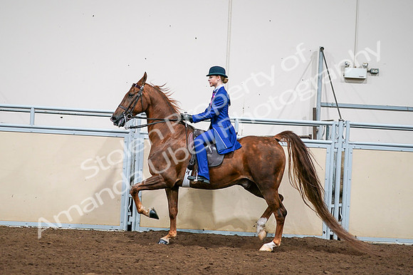 2020 - AB Morgan Horse - Fri, Sept 04 - 04988
