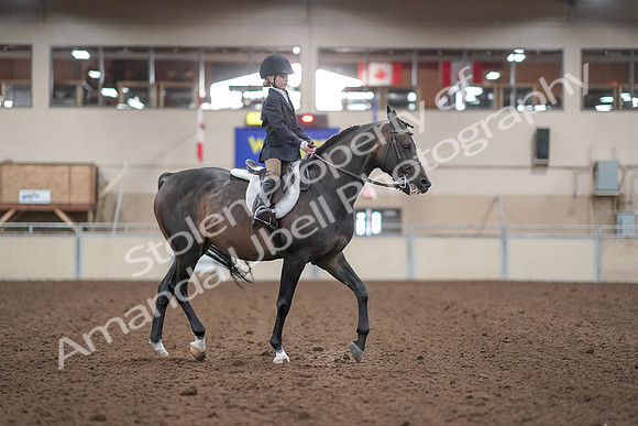 2019 Morgan Horse Show - Aug 31, 2019 - 19666