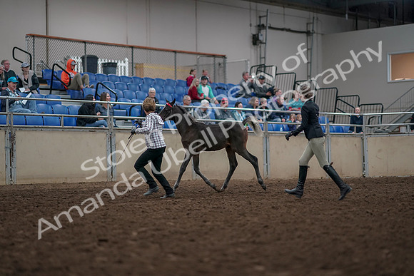 2019 Morgan Horse Show - Aug 31, 2019 - 03569