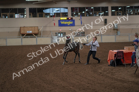 2019 Morgan Horse Show - Aug 30, 2019 - 24907
