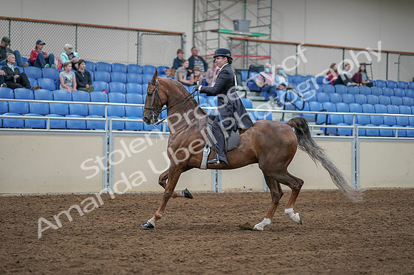 2020 - AB Morgan Horse - Fri, Sept 04 - 11300