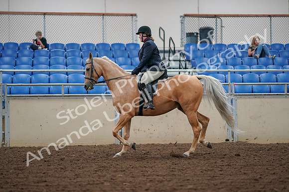 2019 Morgan Horse Show - Aug 30, 2019 - 16237