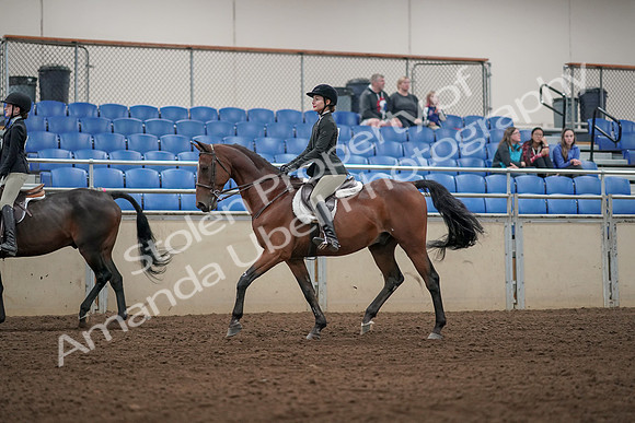 2019 Morgan Horse Show - Aug 31, 2019 - 04930