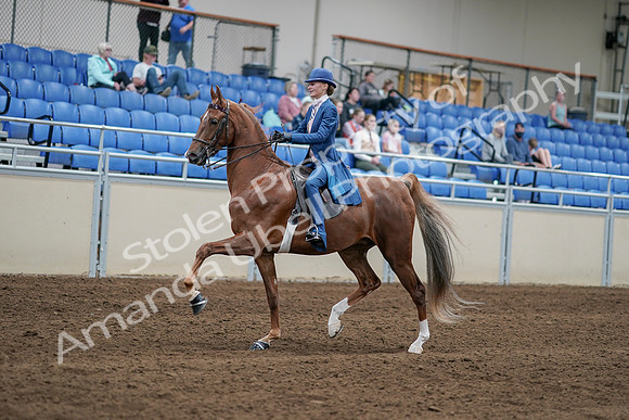 2020 - AB Morgan Horse - Sat, Sept 05 - 06184