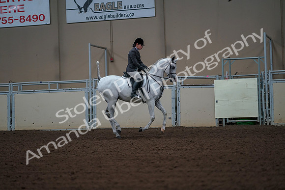 2019 Morgan Horse Show - Aug 30, 2019 - 17558