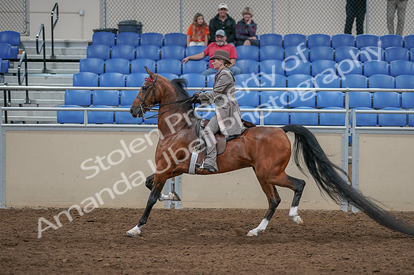2020 - AB Morgan Horse - Fri, Sept 04 - 11398