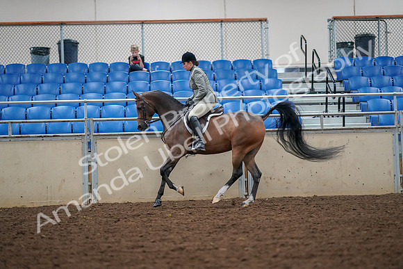 2019 Morgan Horse Show - Aug 30, 2019 - 17387