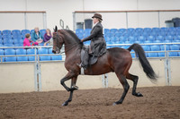 2019 Morgan Horse Show - Aug 30, 2019 - 27866