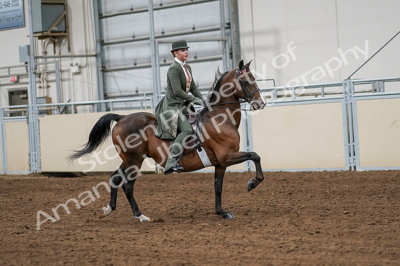 2020 - AB Morgan Horse - Fri, Sept 04 - 03352