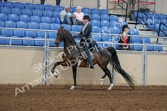 2020 - AB Morgan Horse - Sat, Sept 05 - 06298
