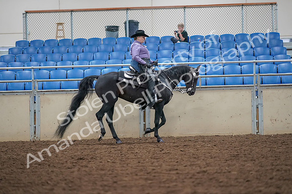 2019 Morgan Horse Show - Aug 30, 2019 - 16942