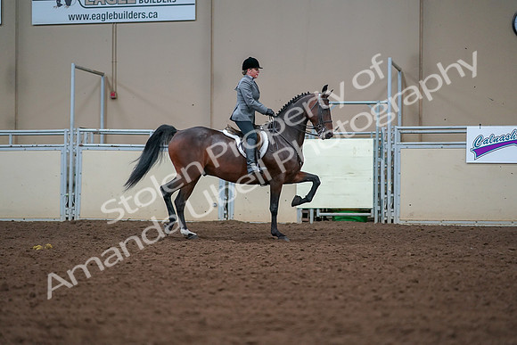 2019 Morgan Horse Show - Aug 30, 2019 - 20939