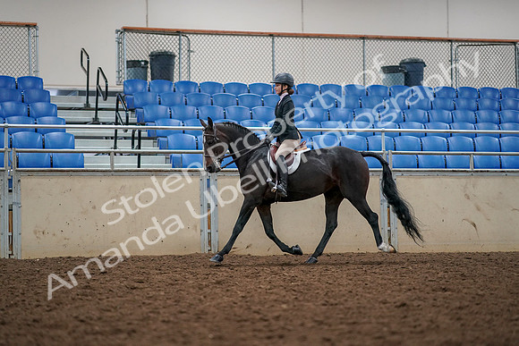 2019 Morgan Horse Show - Aug 30, 2019 - 23299