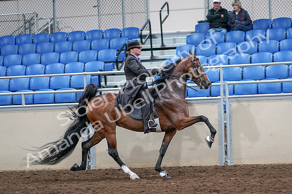 2020 - AB Morgan Horse - Sat, Sept 05 - 13235