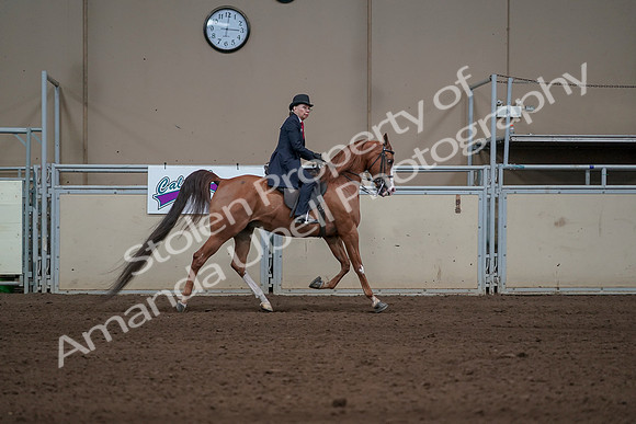 2019 Morgan Horse Show - Sept 01, 2019 - 12054