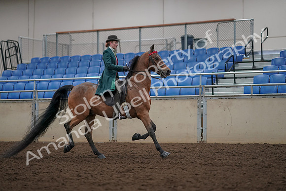 2019 Morgan Horse Show - Aug 30, 2019 - 28249