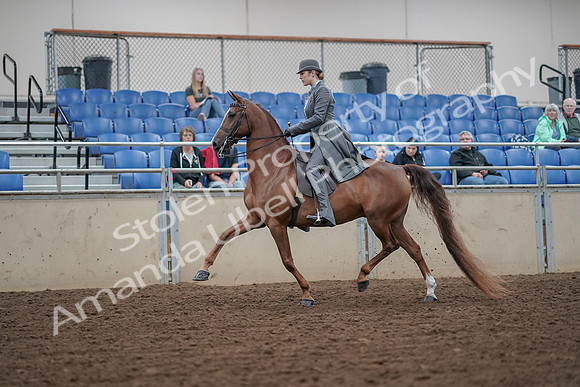 2019 Morgan Horse Show - Aug 30, 2019 - 15360