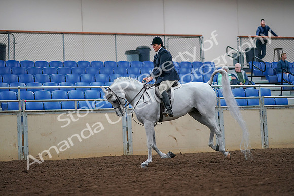 2019 Morgan Horse Show - Aug 30, 2019 - 17492