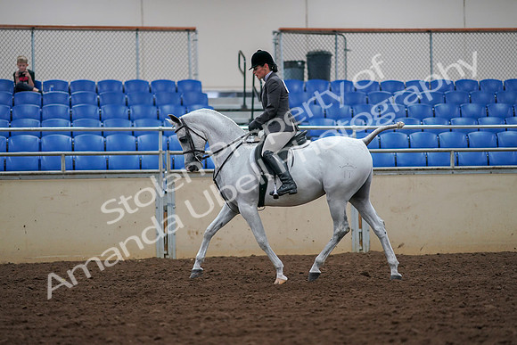 2019 Morgan Horse Show - Aug 30, 2019 - 17374