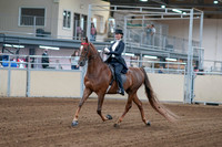2020 - AB Morgan Horse - Fri, Sept 04 - 06237