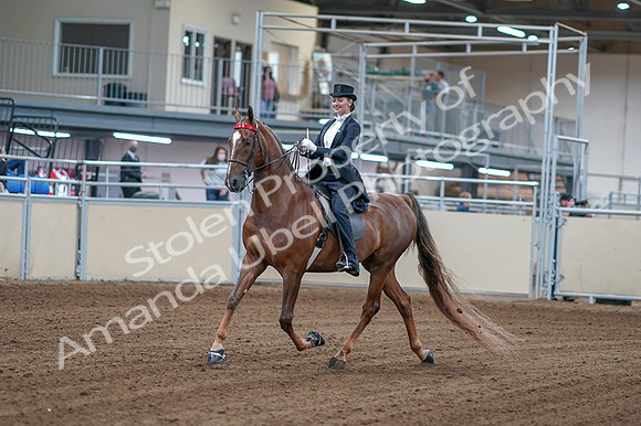 2020 - AB Morgan Horse - Fri, Sept 04 - 06237