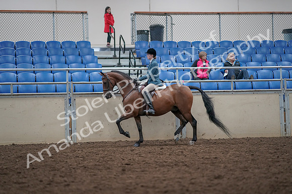2019 Morgan Horse Show - Aug 31, 2019 - 17123