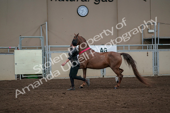 2019 Morgan Horse Show - Aug 31, 2019 - 01459