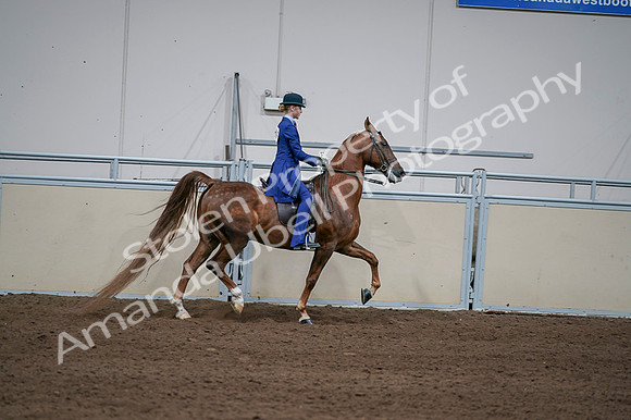 2020 - AB Morgan Horse - Fri, Sept 04 - 05160