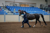 2020 - AB Morgan Horse - Fri, Sept 04 - 00674