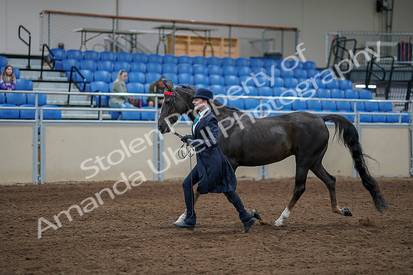 2020 - AB Morgan Horse - Fri, Sept 04 - 00674