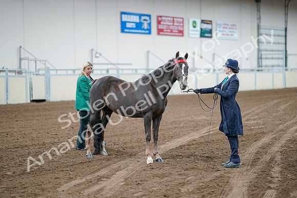 2020 - AB Morgan Horse - Fri, Sept 04 - 00698
