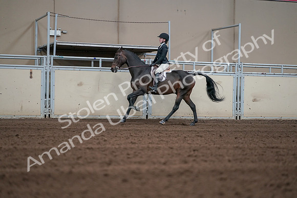 2019 Morgan Horse Show - Sept 01, 2019 - 03722