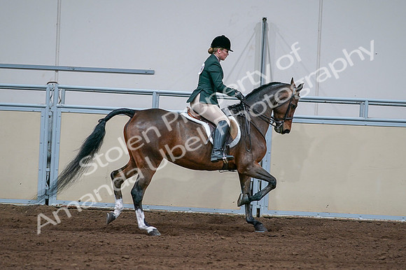 2020 - AB Morgan Horse - Fri, Sept 04 - 01763
