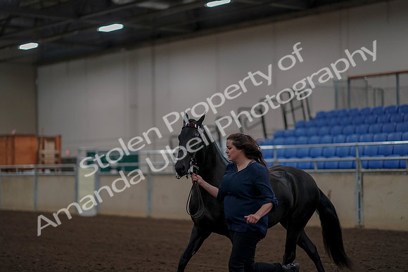 2019 Morgan Horse Show - Aug 31, 2019 - 00511